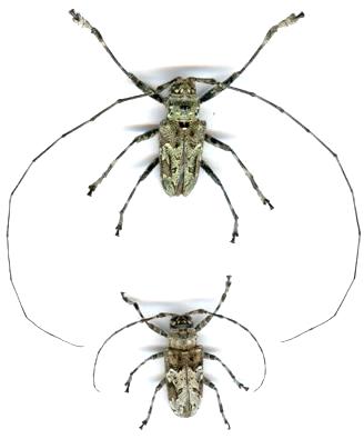 Ancylonotus tribulus