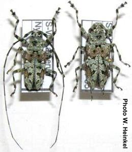 Ancylonotus tribulus
