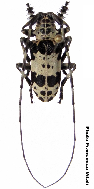 Lasiopezus sordidus josephus 