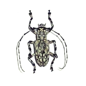 Palimna annulata