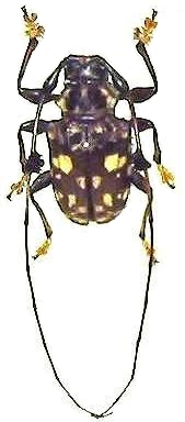 Anisocerus stellatus