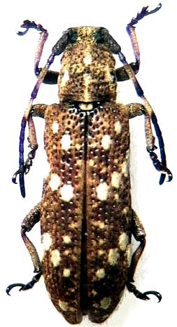 Apomecyna histrio