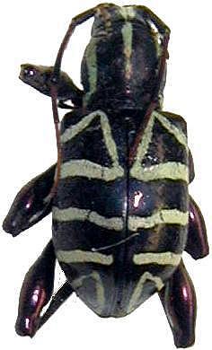 Doliops multifasciata