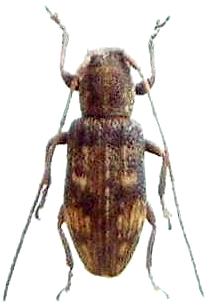 Neosybra mizoguchii