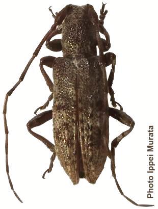 Sybra (Sybrodiboma) subfasciata