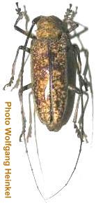 Abatocera irregularis