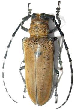 Apriona germari parvigranula