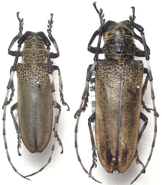Apriona rugicollis rugicollis