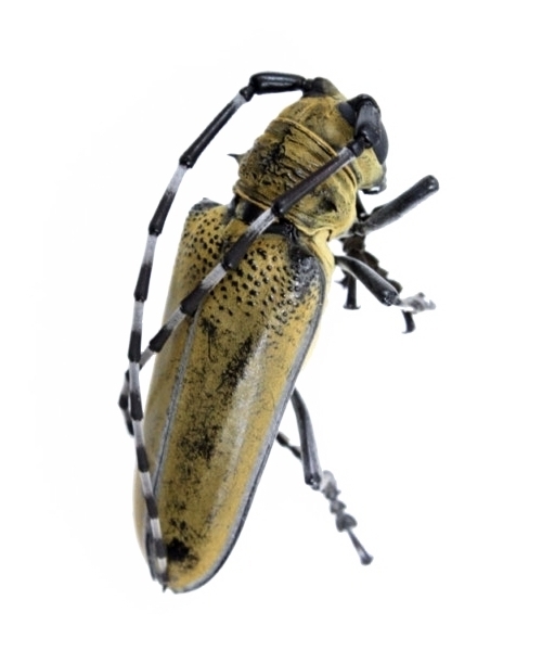 Yuliya Tixomirova bilan porno onlayn tomosha qiling