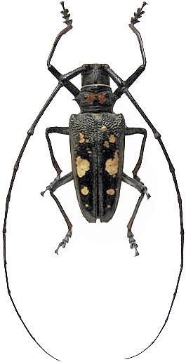 Batocera celebiana