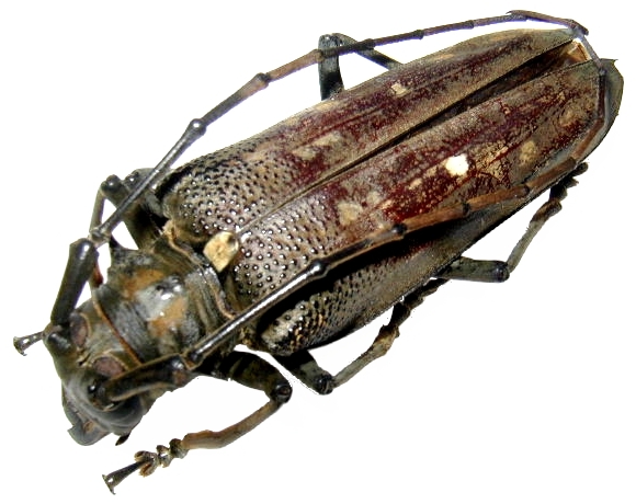 Batocera davidis