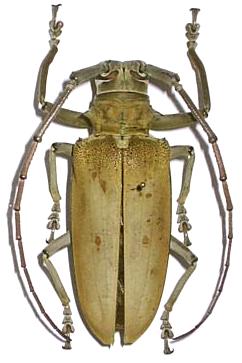 Batocera numitor numitor