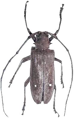 Batocera inconspicua