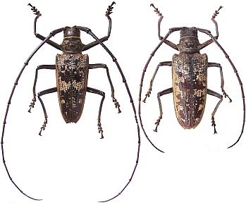 Batocera gerstaeckerii
