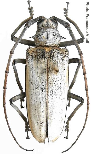 Batocera hercules