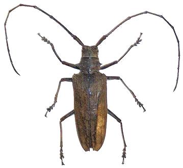 Batocera inconspicua
