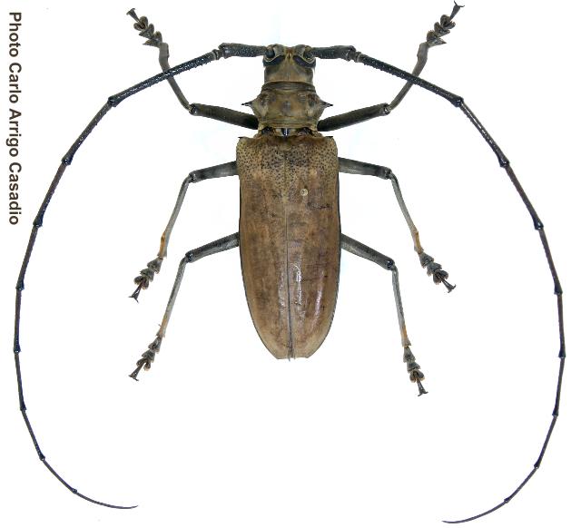 Batocera inconspicua
