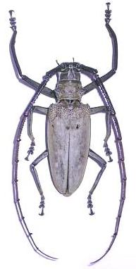Batocera numitor numitor