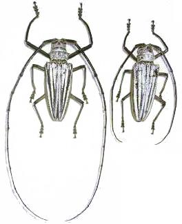 Batocera lamondi