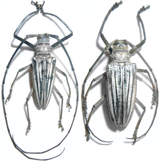 Batocera lamondi