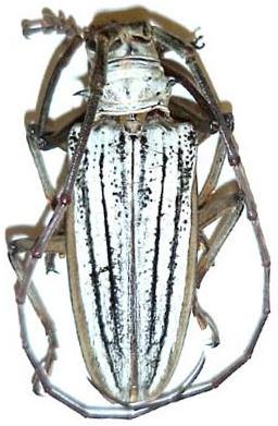 Batocera lamondi