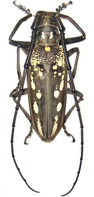 Batocera lineolata