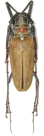 Batocera numitor ferruginea