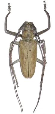 Batocera numitor numitor