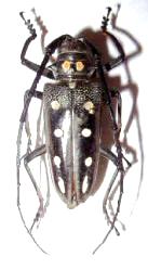 Batocera parryi