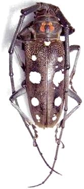 Batocera rubus mniszechi