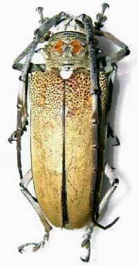 Batocera rufomaculata