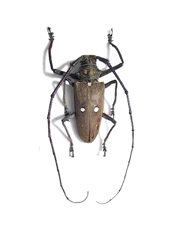Batocera thomsonii