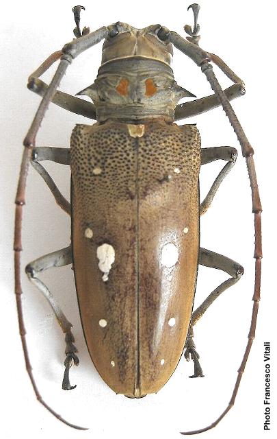 Batocera thomsonii