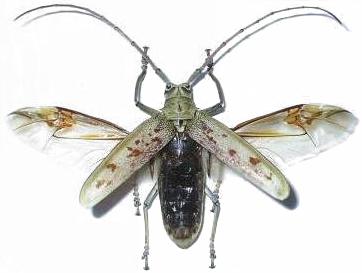 Batocera maculata