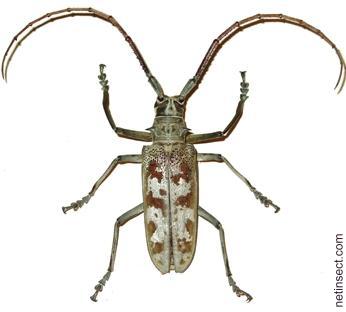 Batocera maculata