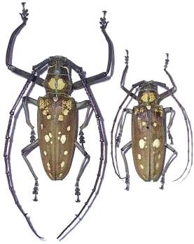 Batocera victoriana