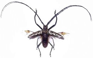 Batocera wallacei