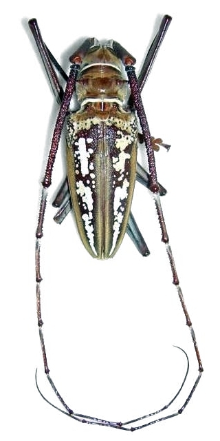 Batocera wallacei