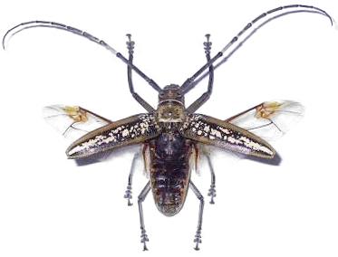 Batocera wallacei