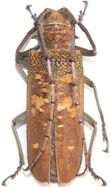 Batocera wyliei