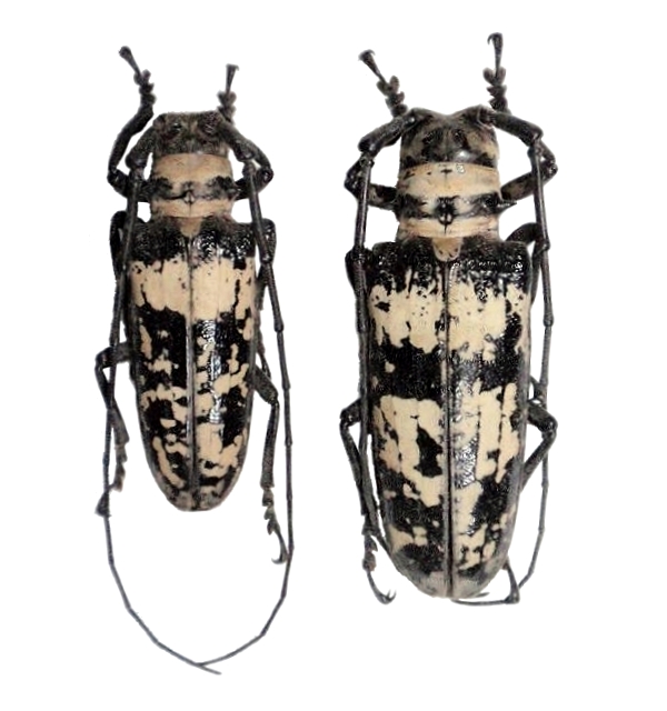 Doesburgia celebiana