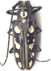 Batocera itzingeri