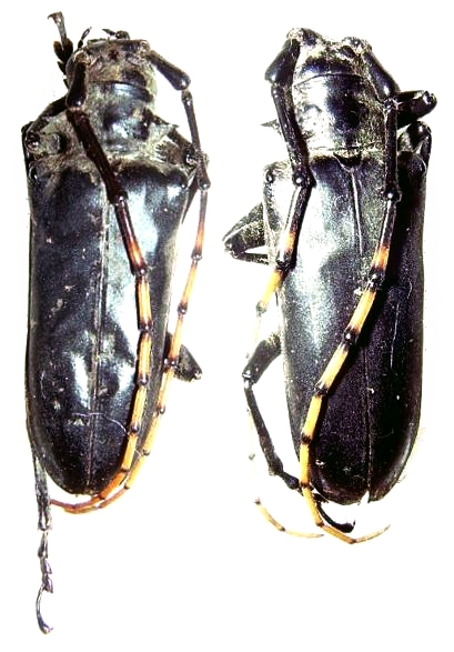 Pseudapriona flavoantennata