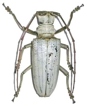 Rosenbergia lactiflua