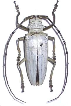 Rosenbergia lactiflua