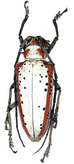 Rosenbergia gilmouri