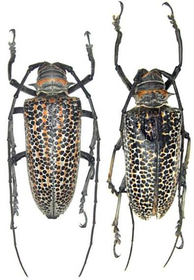 Rosenbergia rufolineata