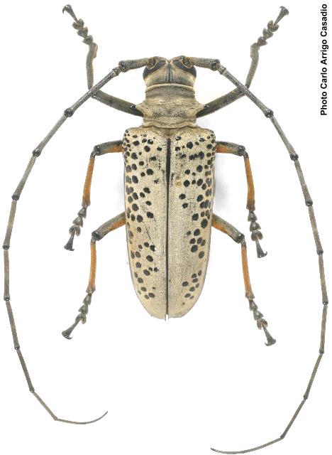 Rosenbergia straussi