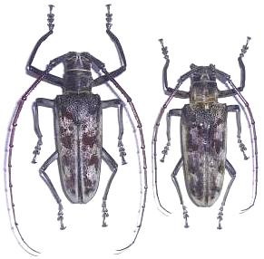 Batocera maculata