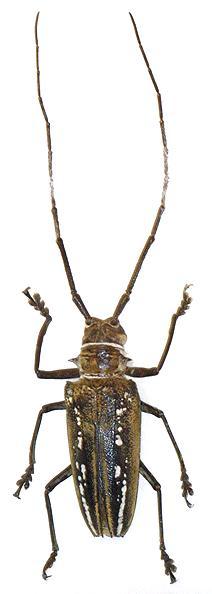 Batocera wallacei